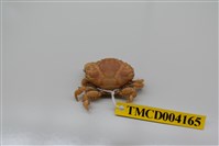 藏品(肉球皺蟹)的圖片